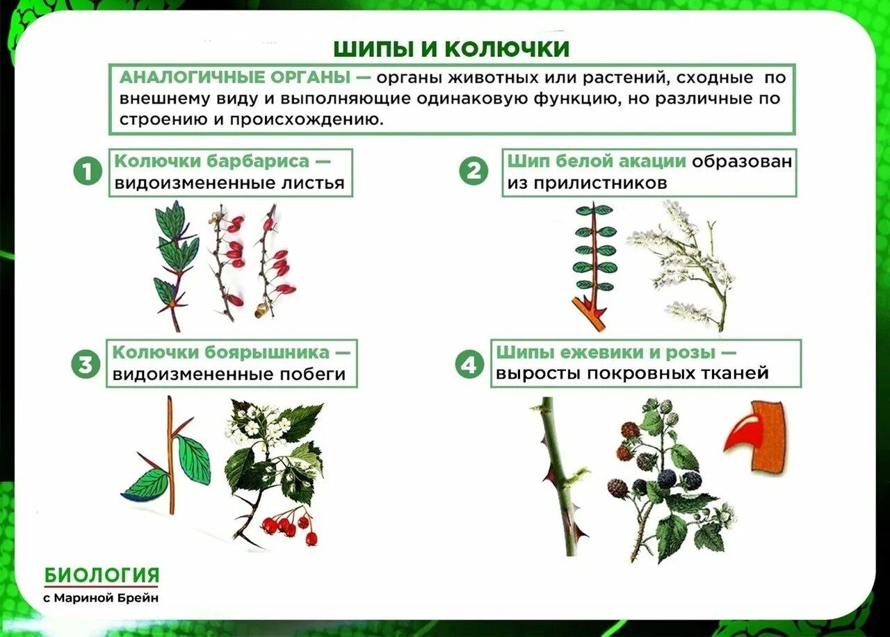 Колючки кактуса и шипы розы. Колючка барбариса это видоизменение. растения с шипами и колючками. колючки барбариса видоизм. колючки ежевики это видоизмененные.
