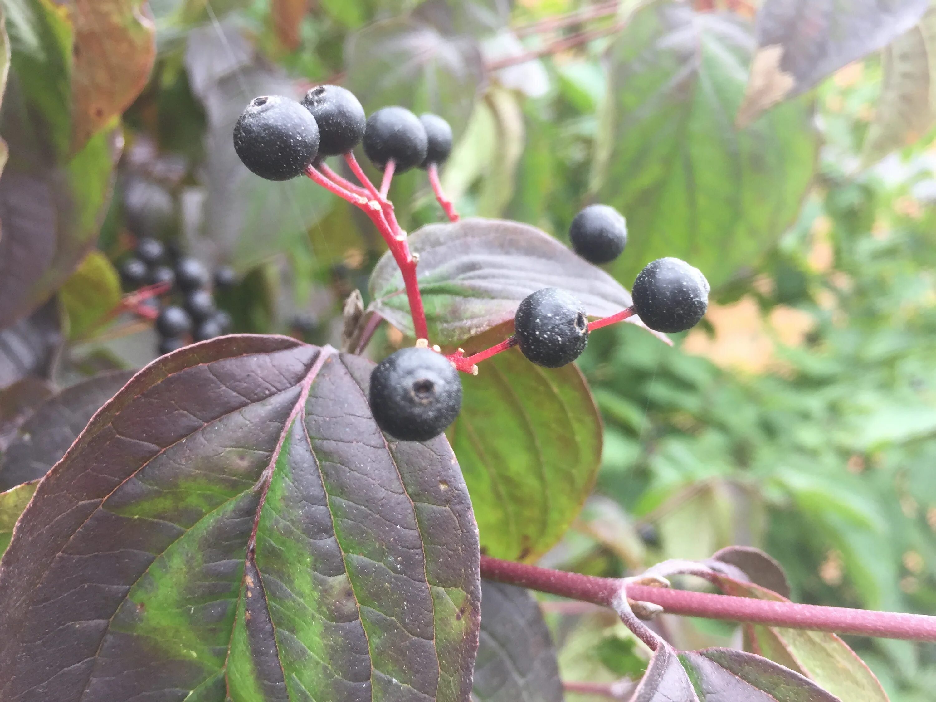Маленькие черные ягоды. Дерен ягоды. Крушина черноплодная. Волчья ягода черная дерево. Пирус ягода.