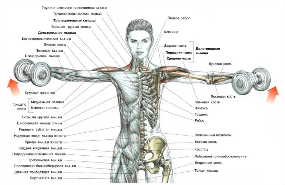 Поднимание гантелей. Упражнения на дельтовидные мышцы с гантелями. Упражнения с гантелями для мышц плечевого пояса. Дельтовидная мышца плеча упражнения для женщин. Упражнение с гантелями разведение рук в стороны.