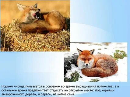 Факты о лисах