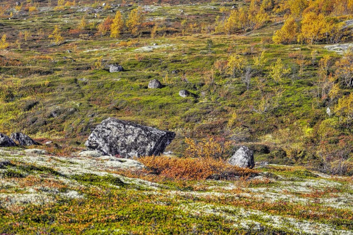 Склон сопки. Сопки мурманской области. сопки мурманск. безымянная сопка мурманск. хибины ягель сопка морошка.