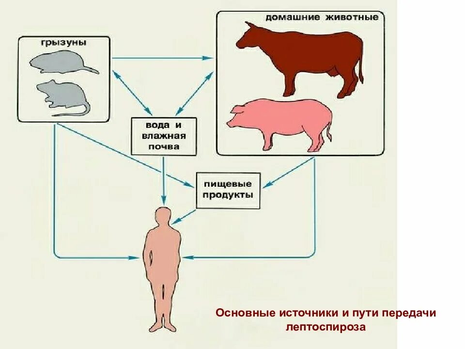 Лептоспироз животных. Лептоспироз лихорадка. лептоспироз эпизоотология. лептоспироз у животных устойчивость. лептоспироз животных эпизоотология.