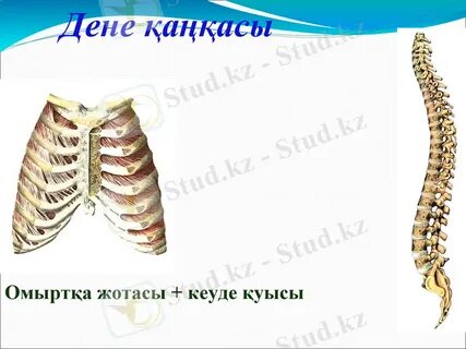 Жігіт қолмен келді