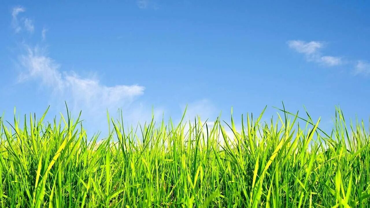Зеленый луг купить. Трава фон. Трава и небо. Не трава. Зеленая трава фон.