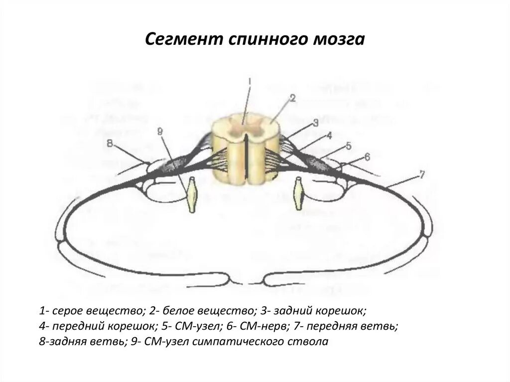 Спинной мозг выходит из. Сегмент спинного мозга анатомия. Схема сегмента спинного мозга. Спинной мозг строение сегмента спинного мозга. Строение спинного мозга борозды.