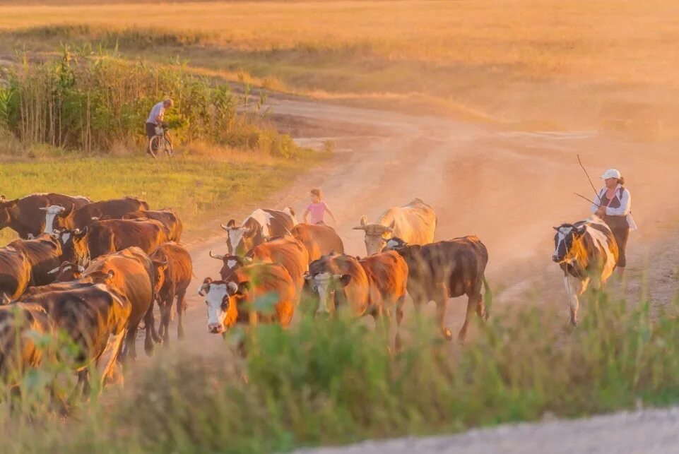 Стадо коров в деревне. Пастухи гонят. Пастух коров. Пасти коров. Чабан пасет овец в горах картина.