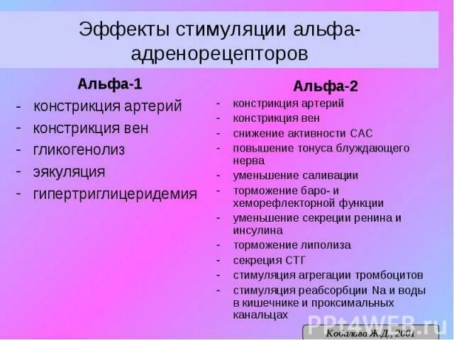 Эффекты стимулирования. Альфа 1 и Альфа 2 адренорецепторы. Стимуляция Альфа 1 адренорецепторов. Эффекты стимуляции Альфа адренорецепторов. Альфа 1 адренорецепторы эффект стимуляции.