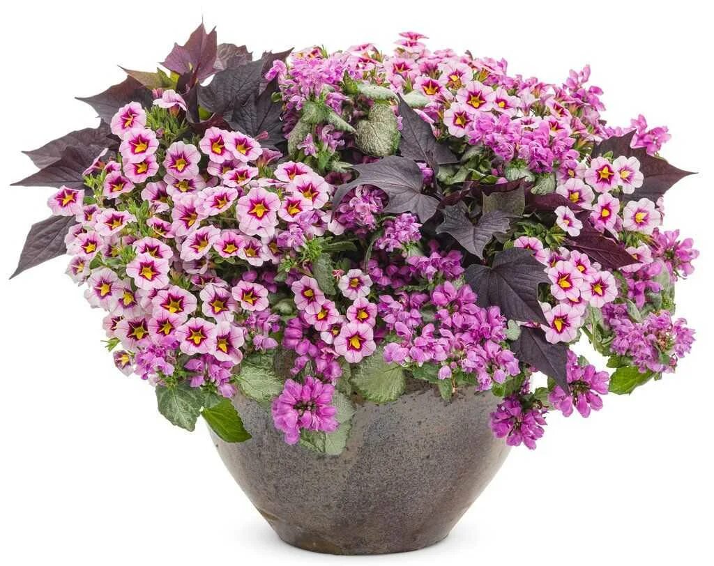 Колокольчик портеншлага (campanula portenschlagiana). Calibrachoa superbells grape punch. Эпипремнум ампельный. Комнатные цветы в горшках. Видеть во сне комнатные цветы в горшках.