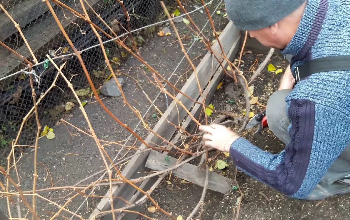 Лозы винограда весной. Подвязка винограда. Подвязка винограда в Подмосковье.