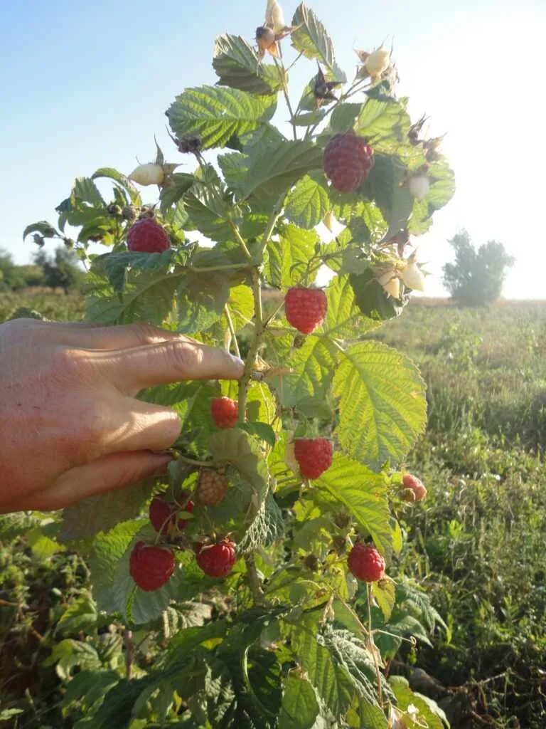 Малина сорт Зюгана. Малина Зюгана куст. Малина Зюгана ствол. Малина Зюгана высота куста.