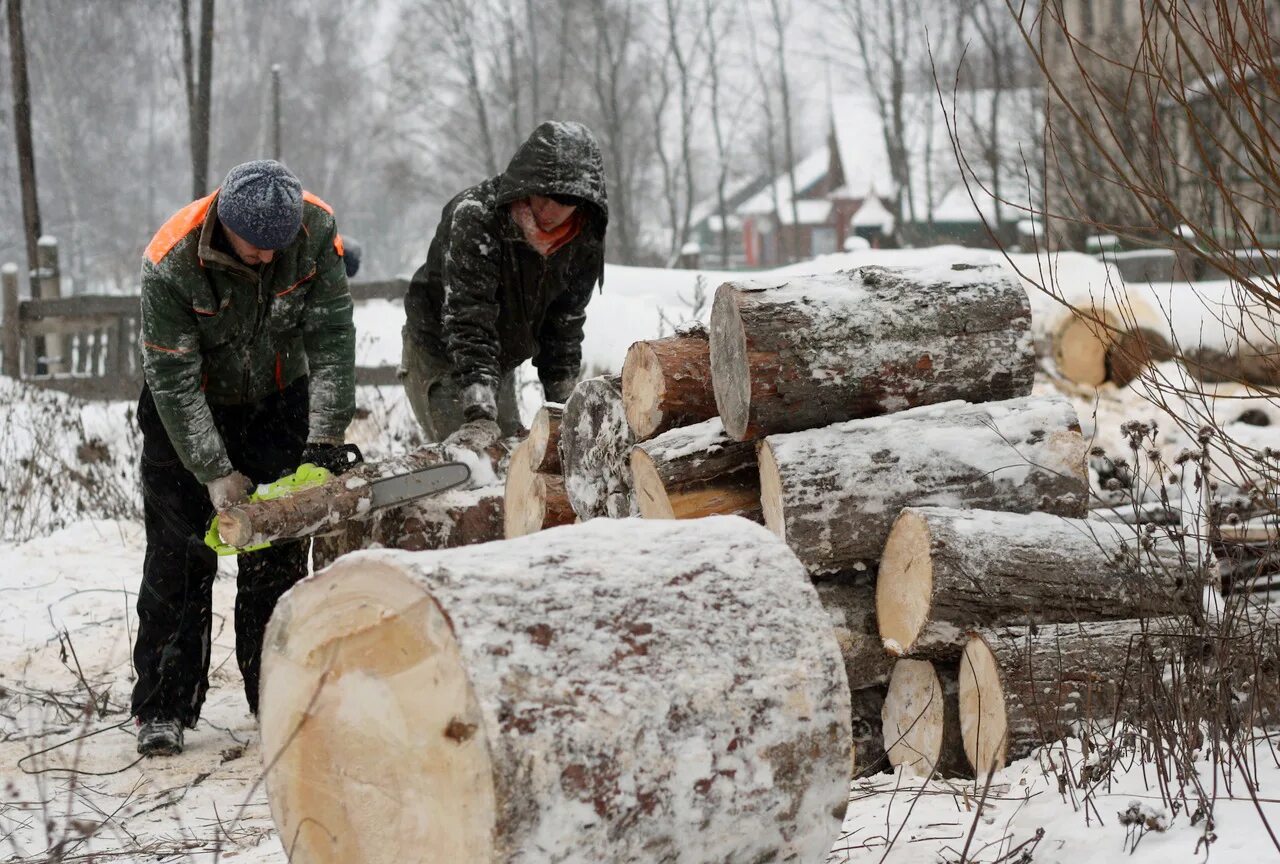 Пилим валежник