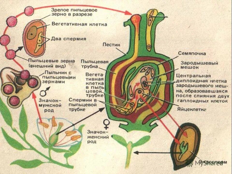 Двойное оплодотворение у растений открыл. Схема двойного оплодотворения у цветковых растений. Оплодотворение покрытосеменных растений схема. Рисунок двойного оплодотворения у цветковых растений. Биология двойное оплодотворение цветковых растений.