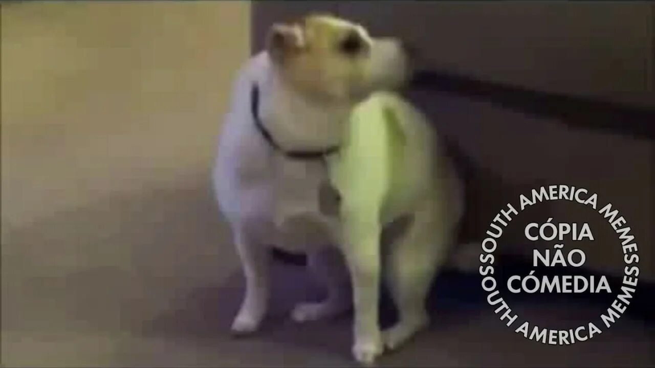 Собачка танцует. Собака танцует мамбо. Собака танцует зажигательный танец. Чихуахуа танцует. Танцующая собака под модерн токинг.