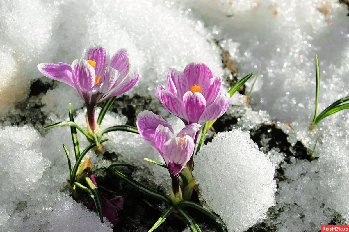Первоцветы (подснежники, крокусы, гиацинты).. Первоцвет снежный. Крокусы и подснежники. Весенний первоцвет пролеска снег. От весны и до весны снятся розовые