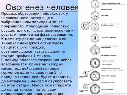Сопровождается образованием полярных телец