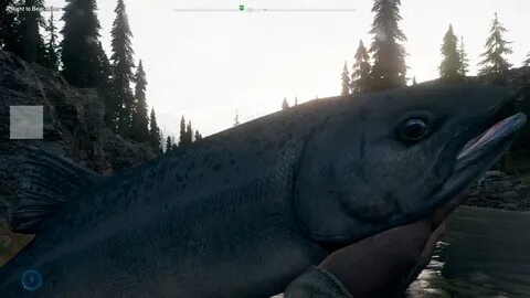 5 fishing