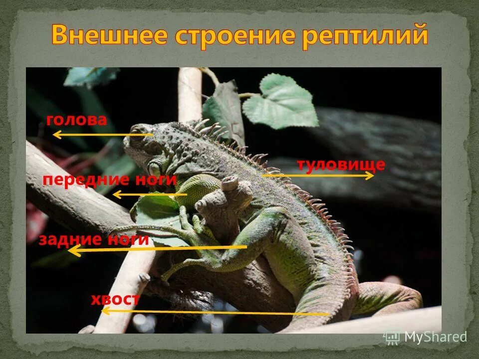 Класс пресмыкающиеся рептилии строение тела. Пресмыкающиеся внешнее строение. Тест внешнее строение пресмыкающихся. Тест внешнее строение пресмыкающихся. Внешнее строение и скелет ящерицы.