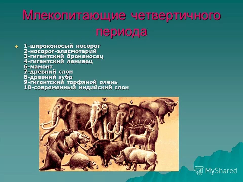 кенгуру прокоптодон. четвертичный период животный мир. плацентарные млекопитающие мелового периода. млекопитающие период. первые млекопитающие мелового периода.