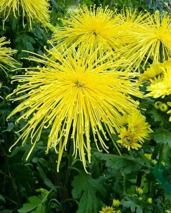 Хризантема Су. Желтый цветок Гянджи. Кактус с желтым цветком. Цветы желтые Ульяновск. Амазинг еллоу