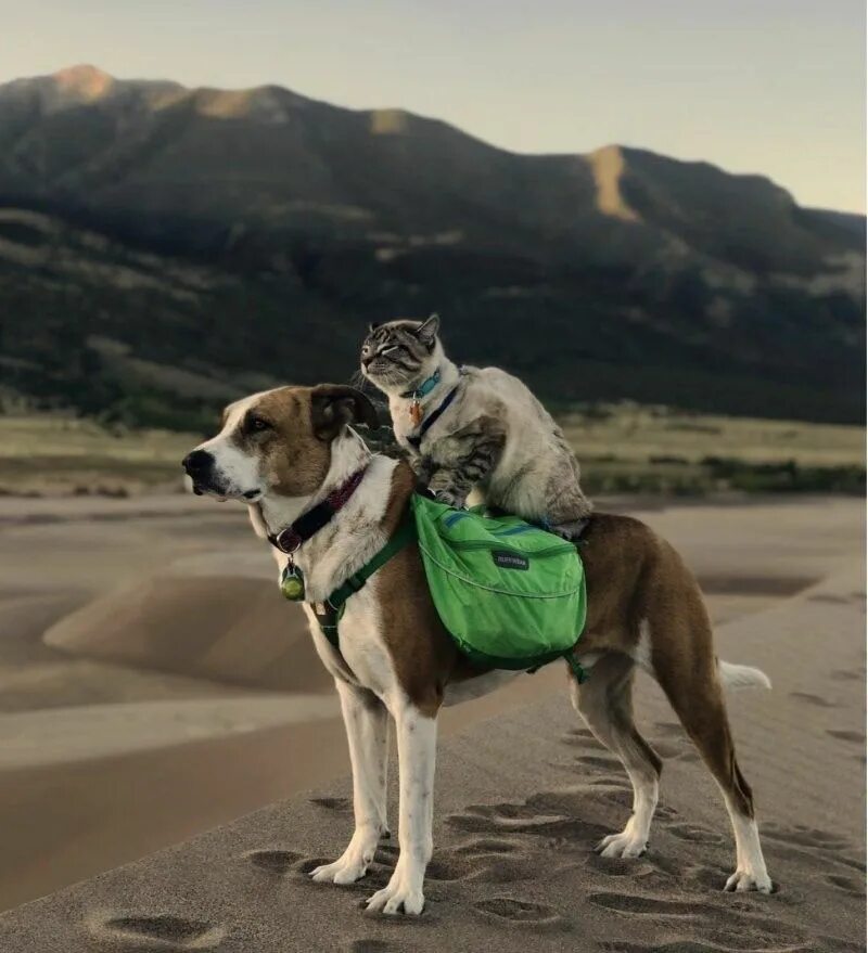 Собака путешественник. Путешествие с собакой. Друг зовет дорогая