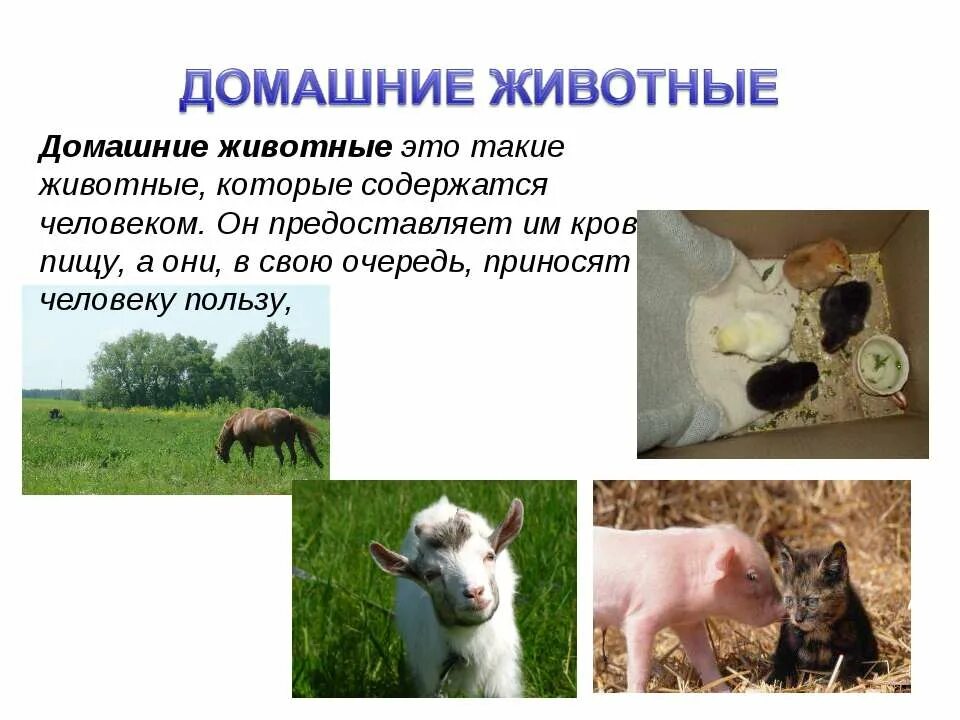 Домашнее животное лошадь доклад. Тема для презентации про животных. Доклад про корову. Домашнее животное сообщение окружающий мир 4 класс. Описание коровы для детей.