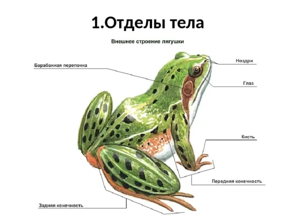 Внешнее строение амфибии земноводные. Строение бесхвостых земноводных. Внешнее строение земноводного лягушки. Внешнее строение лягушки кожа. Тело земноводных состоит из