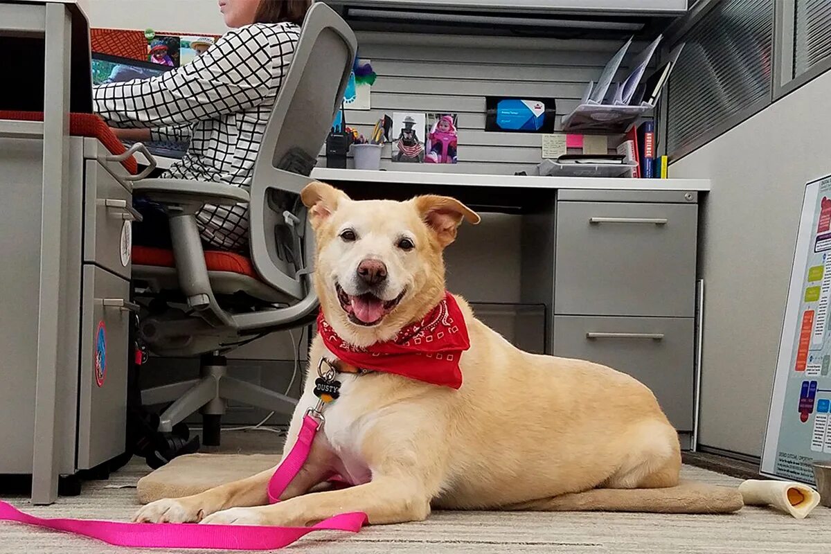 Животные в офисе. Тренировка служебных собак. Собака офисный работник. Профессия кинолог. У тебя на работе другая собака.