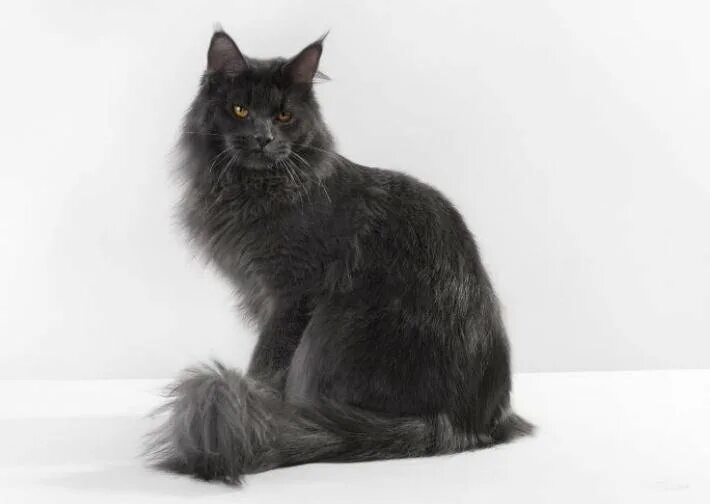 Мейн кун голубой солид взрослый. Голубой мейн кун. Мейн кун серый. Мейн кун голубой солид котенок. Мейн кун солид.