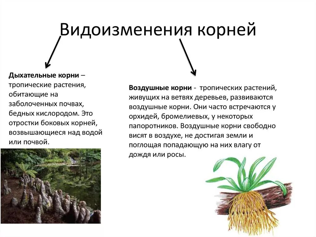 Видоизменение корня воздушные корни. Дыхательные корни. Воздушные и дыхательные корни. Дыхательные корни корни.