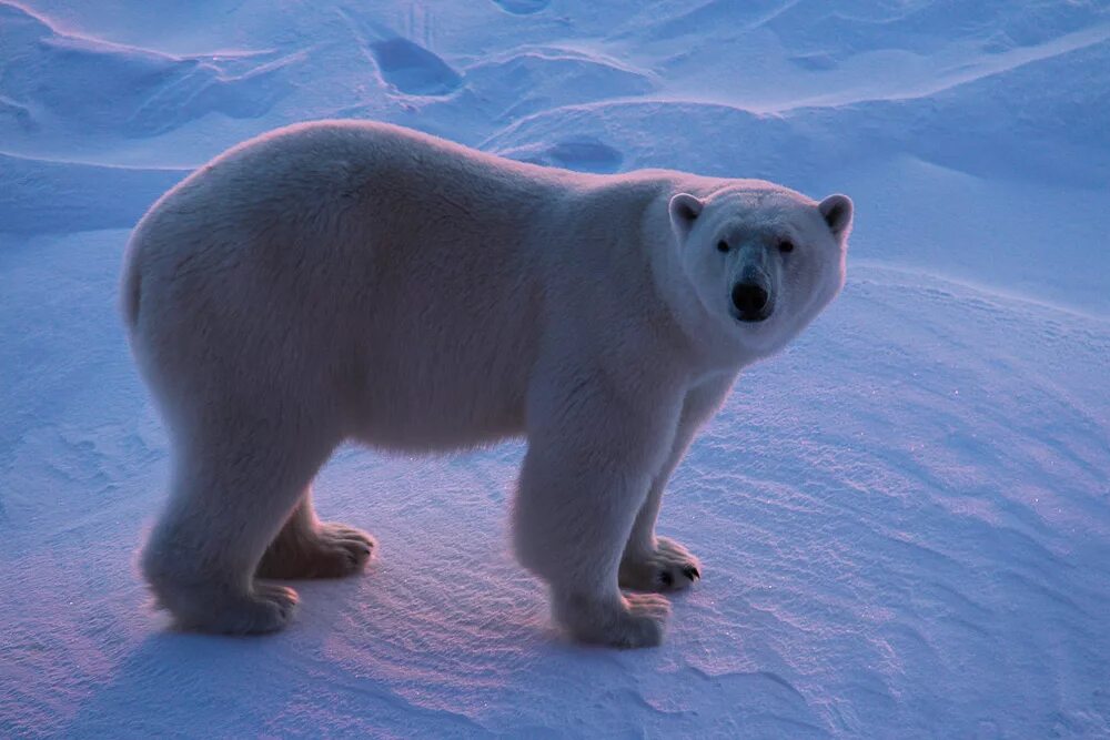 Белый медведь в северной америке. Белый медведь самец. Новый уренгой животный мир. Белый медведь в северной америке. Арктический полярный медведь.