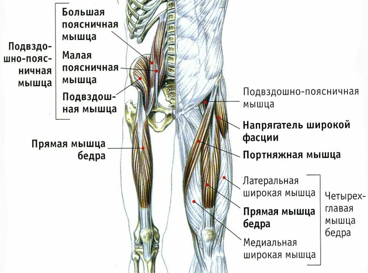 Тазобедренные мышцы и связки. Медиальная мышца широкой мышцы бедра. анатомия бедра человека мышцы и связки сбоку. мышцы сгибатели тазобедренного сустава. строение мышц тазобедренного сустава.