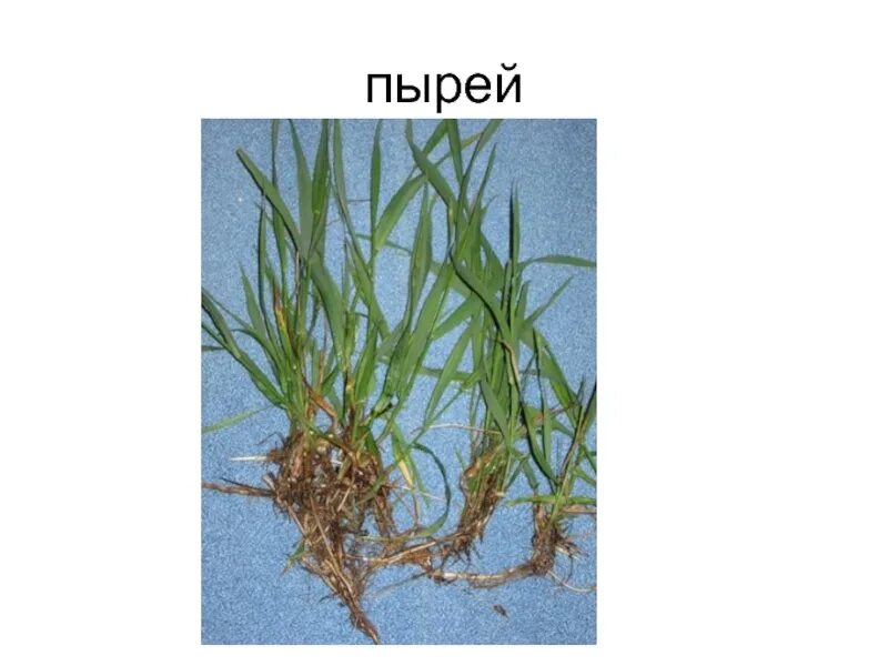 Признаки пырея