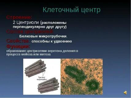 Клеточный центр растительной клетки