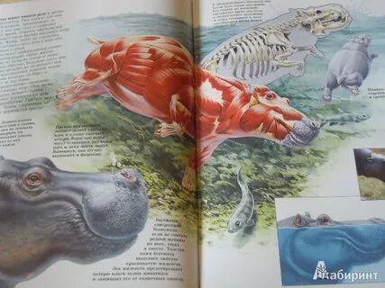 Бегемот книга
