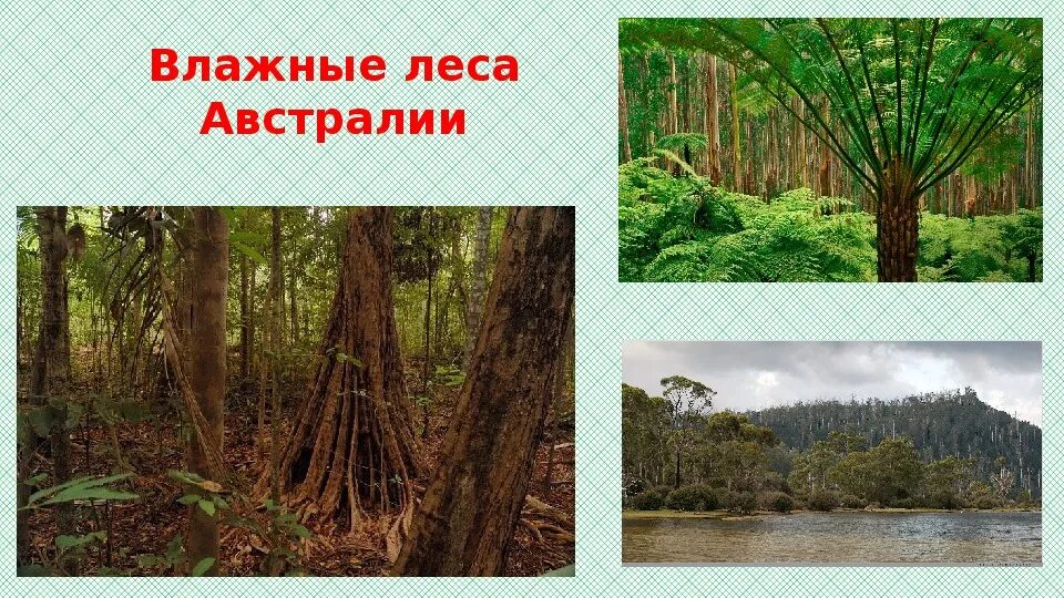 Зона влажных лесов австралии. Растительность влажных тропических лесов Австралии. Животный мир влажных тропических лесов Австралии. Влажные экваториальные леса Австралии. Климат переменно-влажных (муссонных) лесов Австралии.