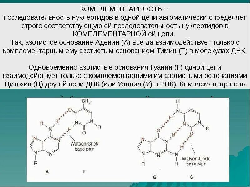 Комплиментарные днк. Комплементарные азотистые основания в РНК. Комплементарность азотистых оснований в РНК. Комплиментарные нуклеотиды ДНК. Азотистые основания определяющие особенности нуклеотидов.