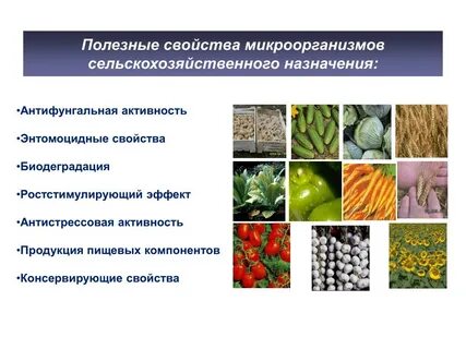 Роль бактерий в промышленности