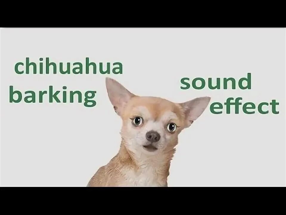 Barking sound. Chihuahua песня. Гимн чихуахуа. Support Aloha чихуахуа. Песенка про чихуахуа.