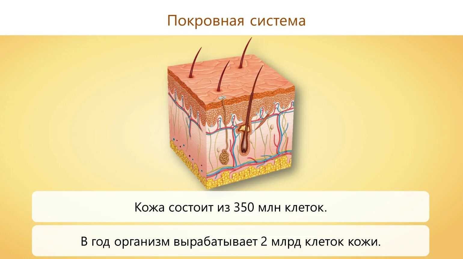 Система покровных органов человека функции. Покровная система кожа человека. Покровная система органов животных. Система покровных органов человека. Система органов покровной ткани.