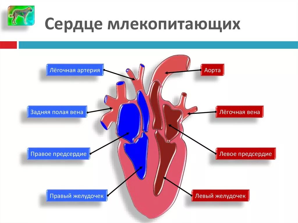 Какие камеры сердца у млекопитающих