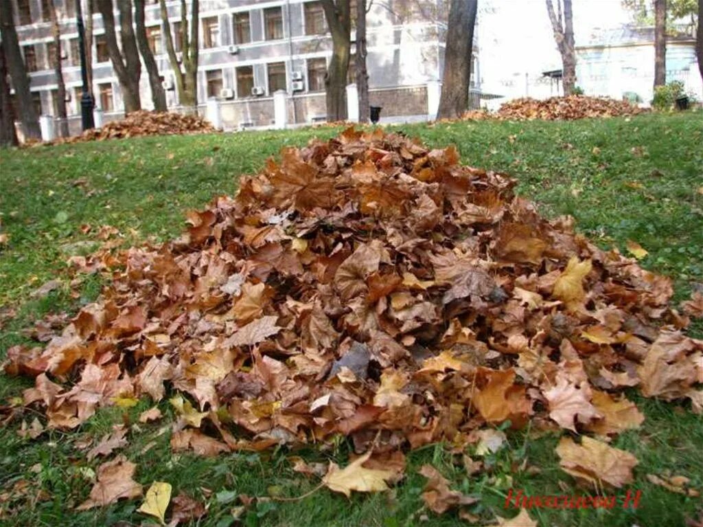 Листья много. Куча осенних листьев. Куча листьев 5 букв. Гора опавшие листья. Куча листвы.