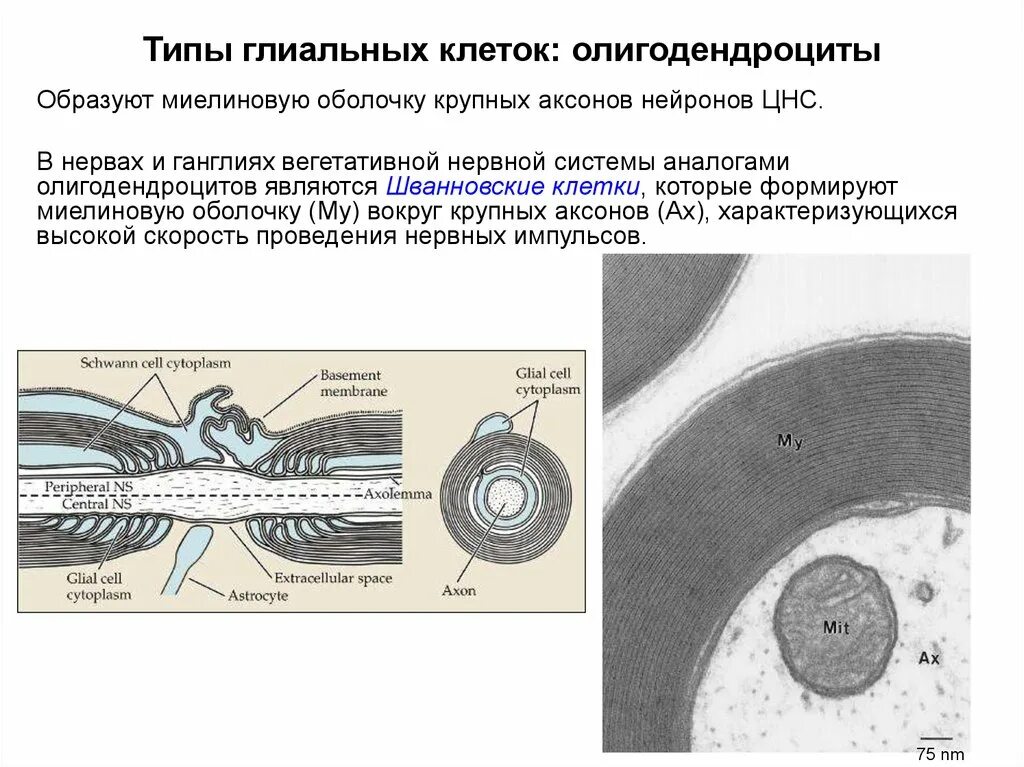 Глиоциты образующие оболочки нервных волокон цнс. Шванновские клетки и миелиновая оболочка. олигодендроциты и шванновские клетки. миелиновые волокна скорость проведения. периваскулярные глиальные мембраны цнс образованы.