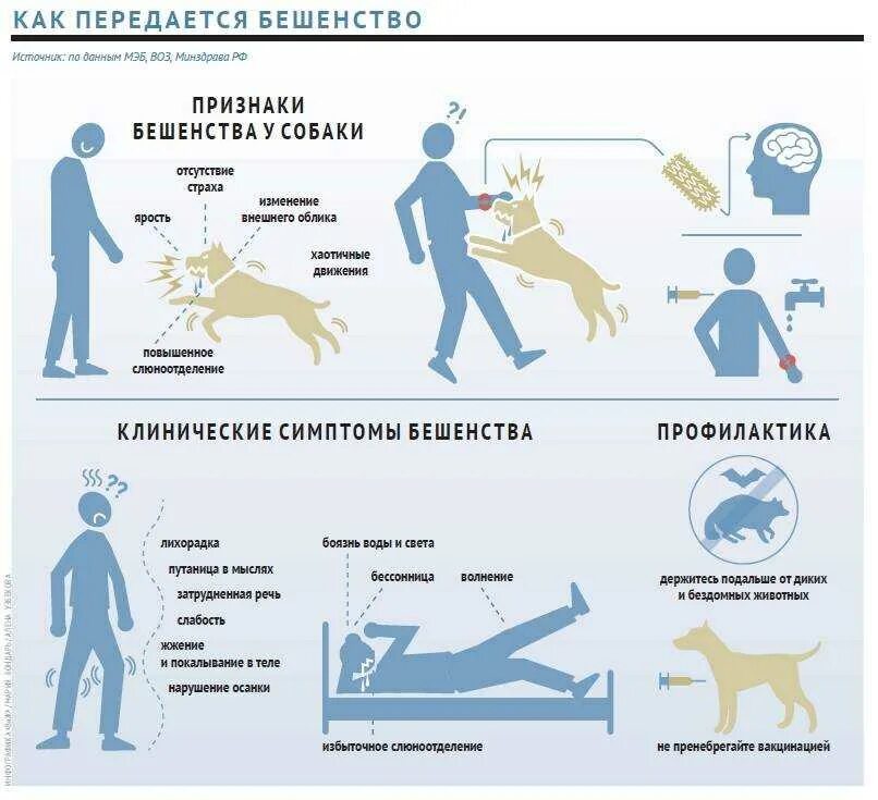Основные клинические симптомы бешенства. Признаки бешенства у животных. Бешеная собака признаки. Бешеная собака признаки. Симптомы бешенства у собаки.