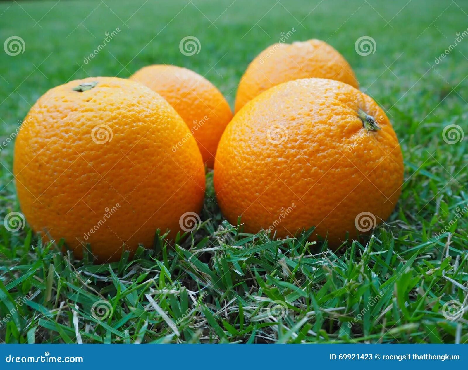 Апельсины 4 штуки. Желтый апельсин. One orange four oranges. Апельсин на прозрачном фоне. One orange four oranges.
