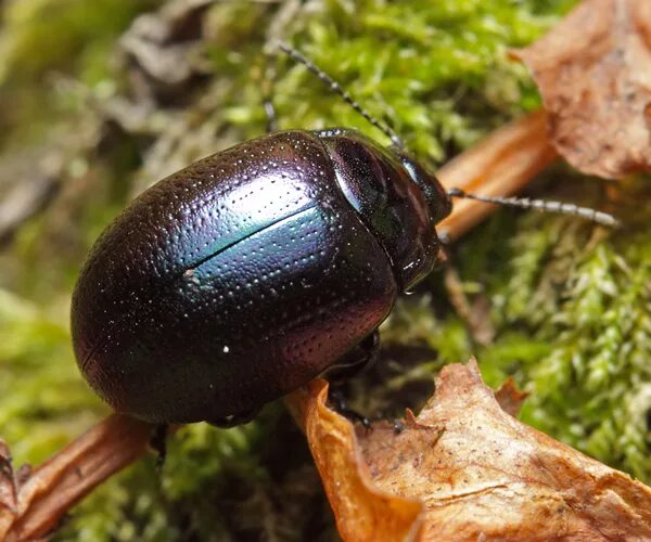 Японский отшельник жук. Жук носорог дупляк. Жук рогач фото. Жуки 14. Черный жук мучной хрущак.