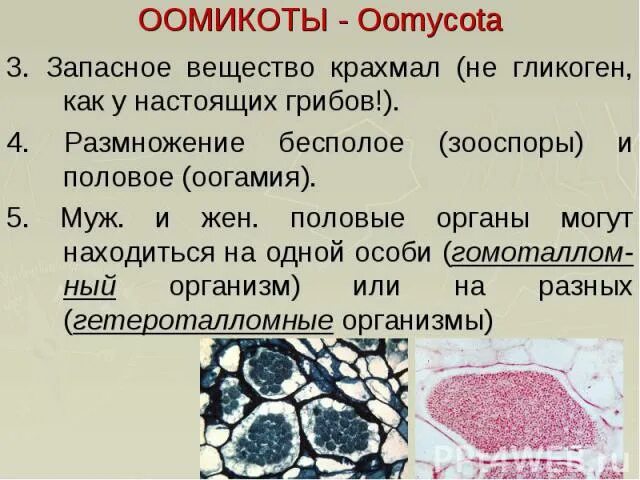 Гликоген запасное вещество у. Запасное вещество крахмал. ООМИКОТЫ. Гликоген и крахмал запасные вещества.