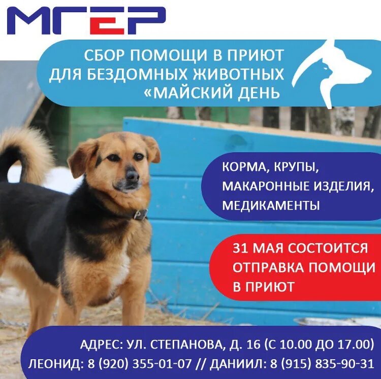 Проект помощь приюту для животных. Майский день иваново приют для животных. иваново приют для животных майский день показать щенков. иваново приют майский день логотип. приют майский день иваново кошки.