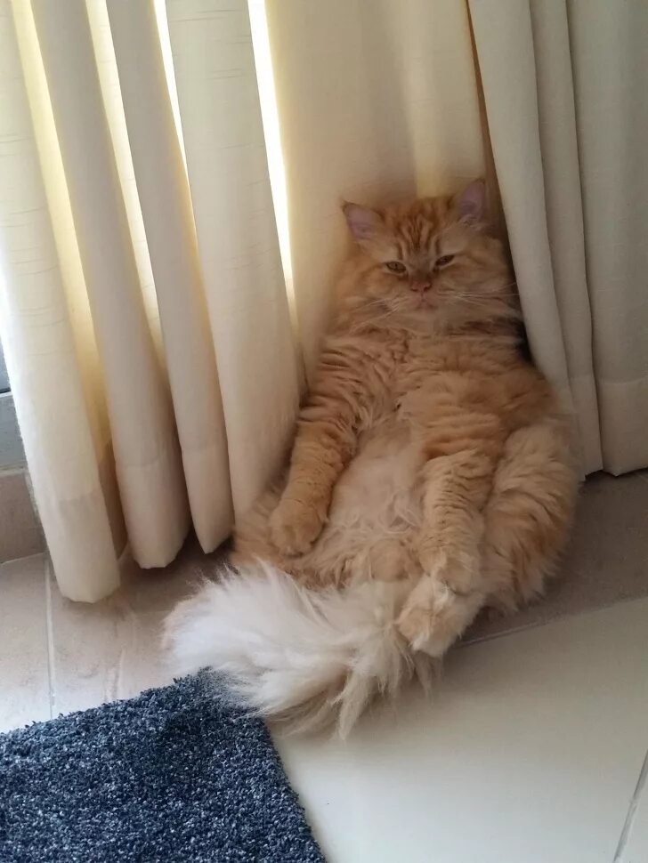 Котенок устал. Кот устал. уставший котенок. кошечка устала. уставшая кошка.
