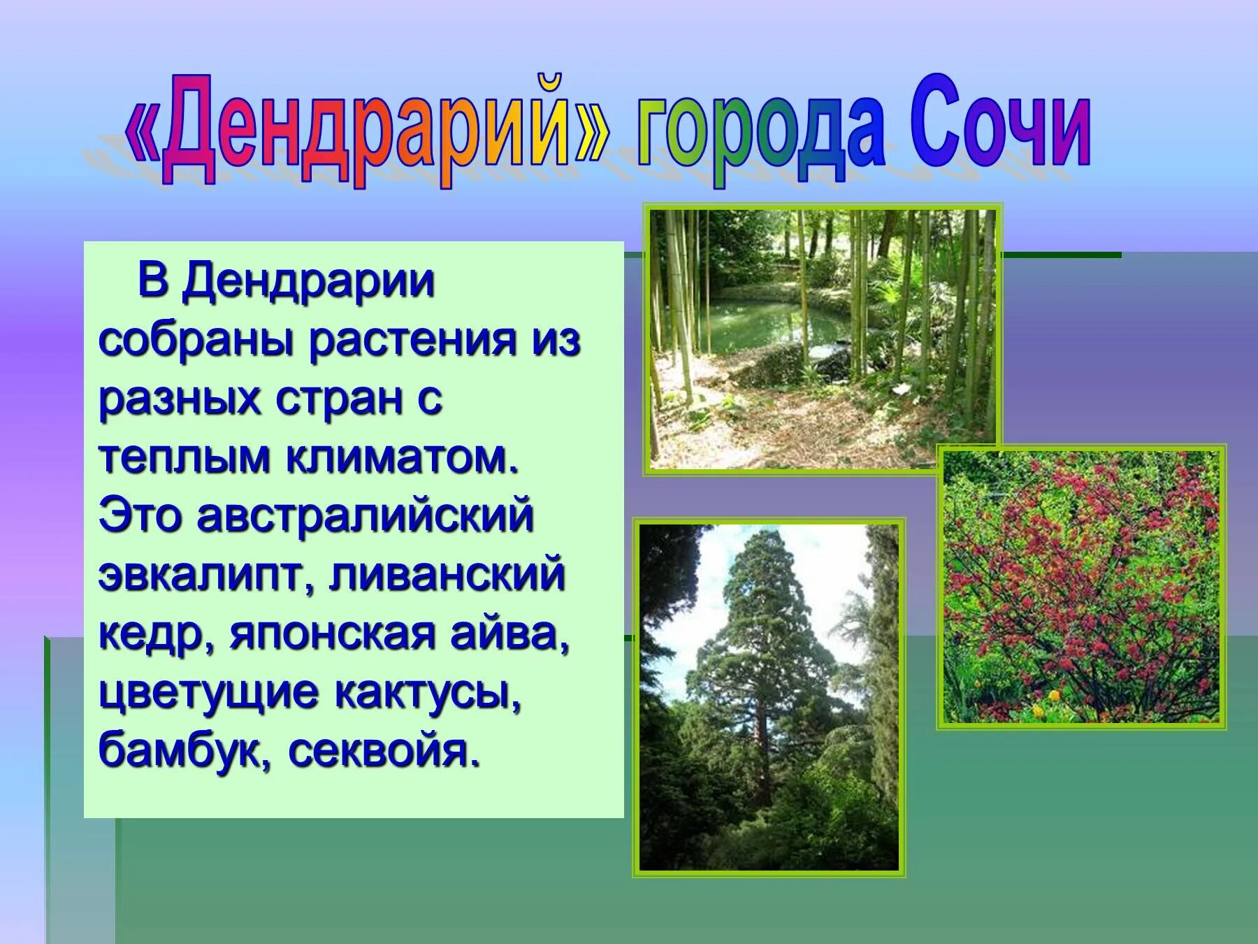 Проект Дендрарий города Сочи. Растительность в городе. Растительный мир субтропиков России. Дендрарий растение.