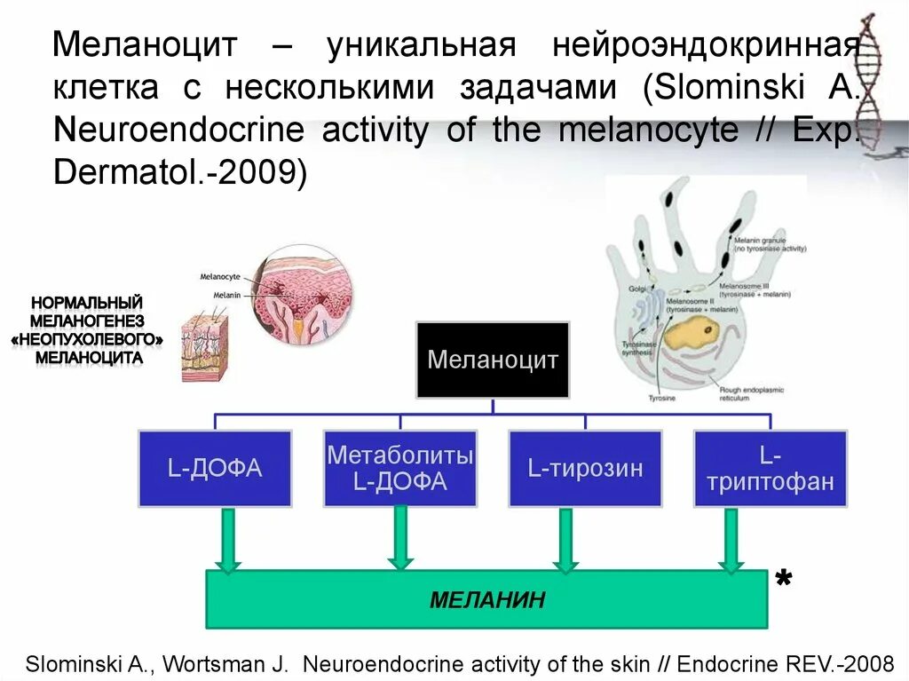 Меланоциты функции